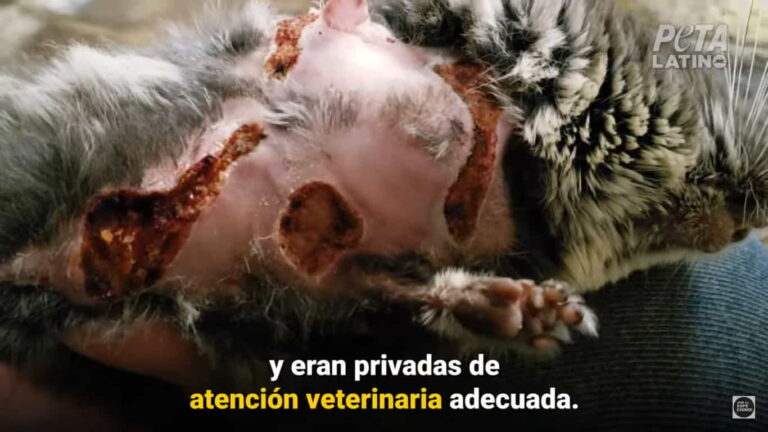 Lee más sobre el artículo ¿Qué te produce esta imagen? Moulton Chinchilla Ranch